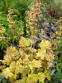 Heuchera 'Ginger Ale'